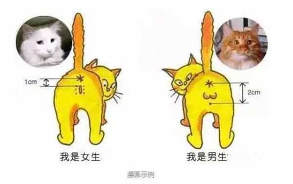 猫咪怎么圈地盘（猫咪靠什么划分地盘）